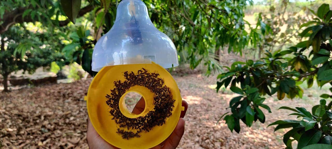 Green Revolution Fruit Fly Pheromone Trap (Bactrocera Correcta, Zonata, Dorsalis)/Fruit Fly Trap. - Image 7