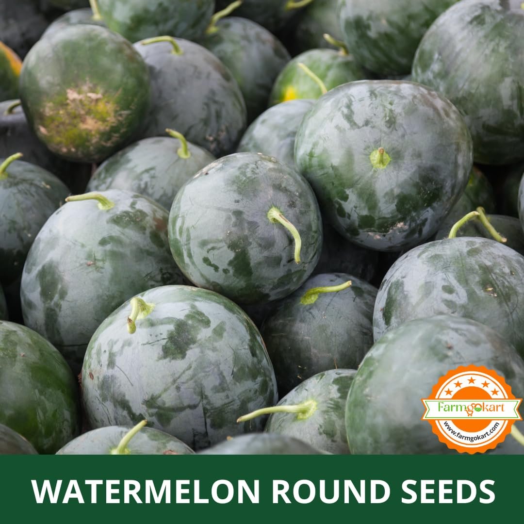 Farmgokart | 10 Grams - WATER MELON (ROUND SHAPED) F1 - HYBRID SEEDS | Perfect for Home Gardening, Open Farming and Poly House Farming (Appx Seed Count 180-200 Seeds) - Image 3
