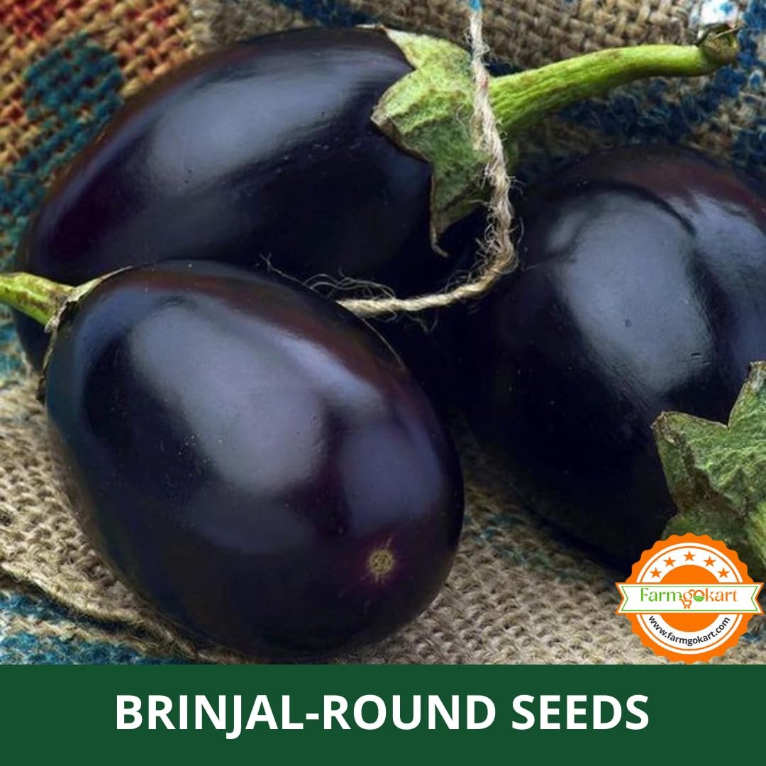 Farmgokart | 10 Grams - BRINJAL DARK PURPLE F1 HYBRID | for Open Farming and Poly House Farming |Appx Seed Count : 2000 Nos - Image 3