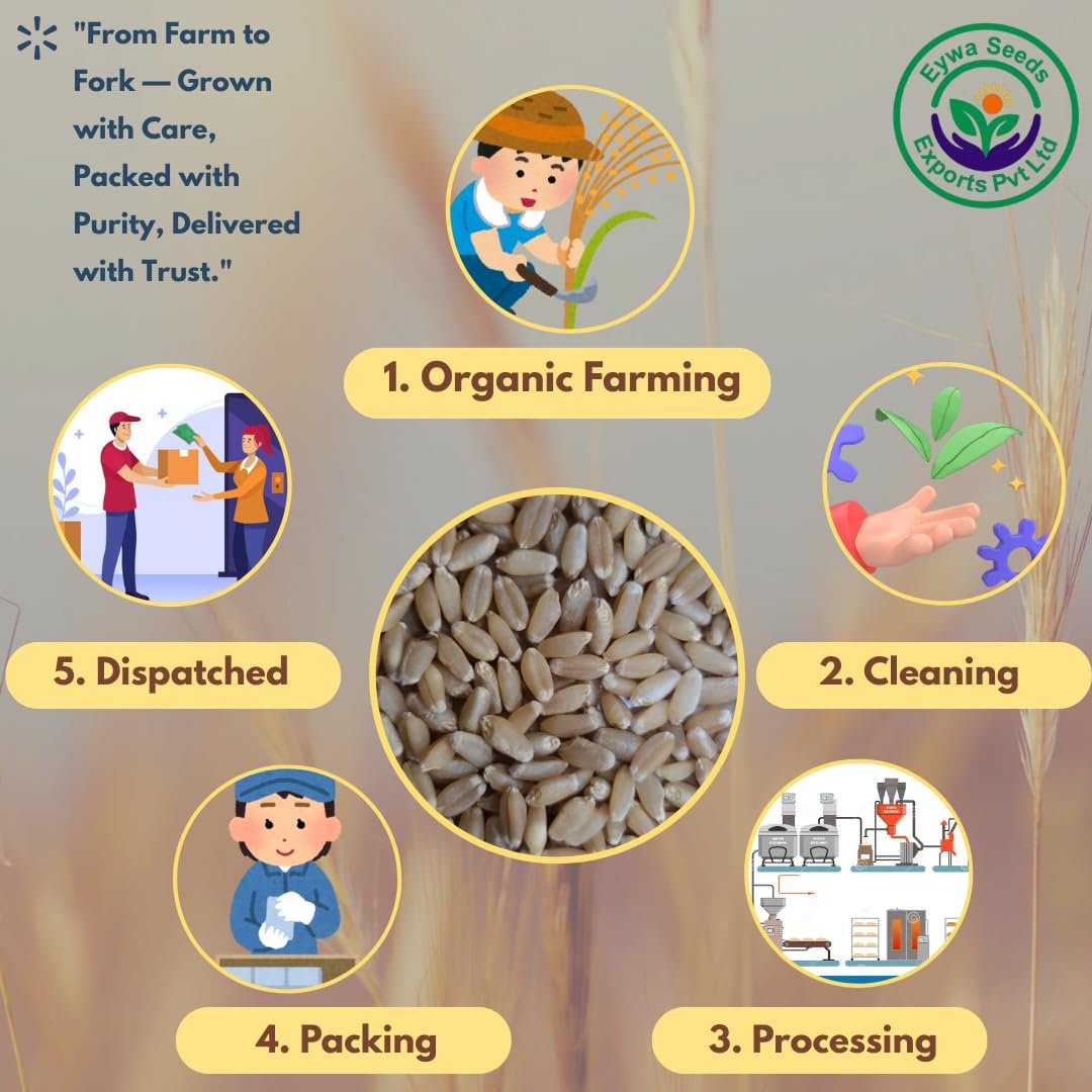 Eywa Seeds & Exports Pvt Ltd Organic Sarbati Wheat Grains (5 Kgs) For Eating And Cookings|Premium Grains/Gehu By Eywa - Image 7