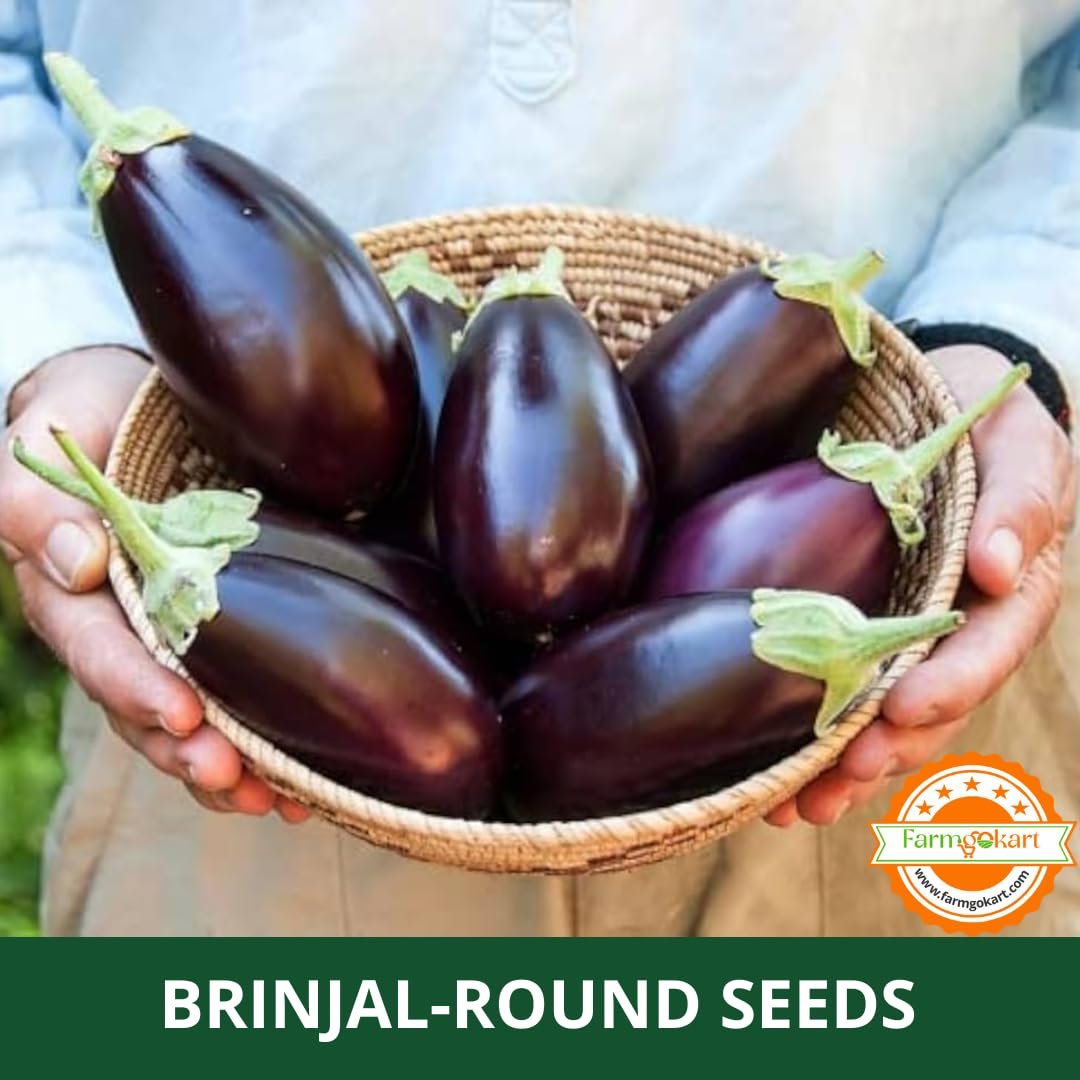 Farmgokart | 10 Grams - BRINJAL DARK PURPLE F1 HYBRID | for Open Farming and Poly House Farming |Appx Seed Count : 2000 Nos - Image 4