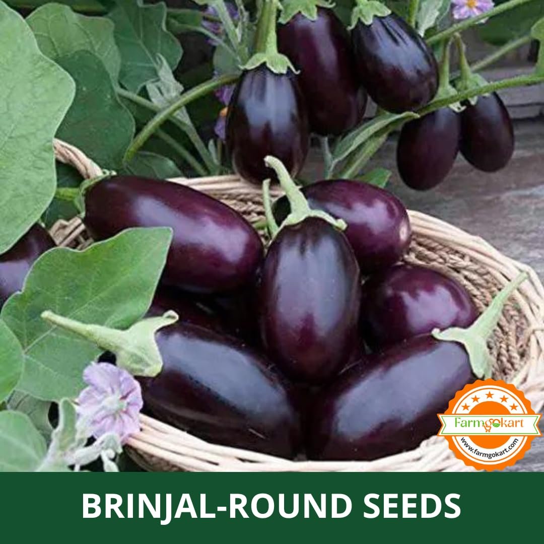 Farmgokart | 10 Grams - BRINJAL DARK PURPLE F1 HYBRID | for Open Farming and Poly House Farming |Appx Seed Count : 2000 Nos - Image 5