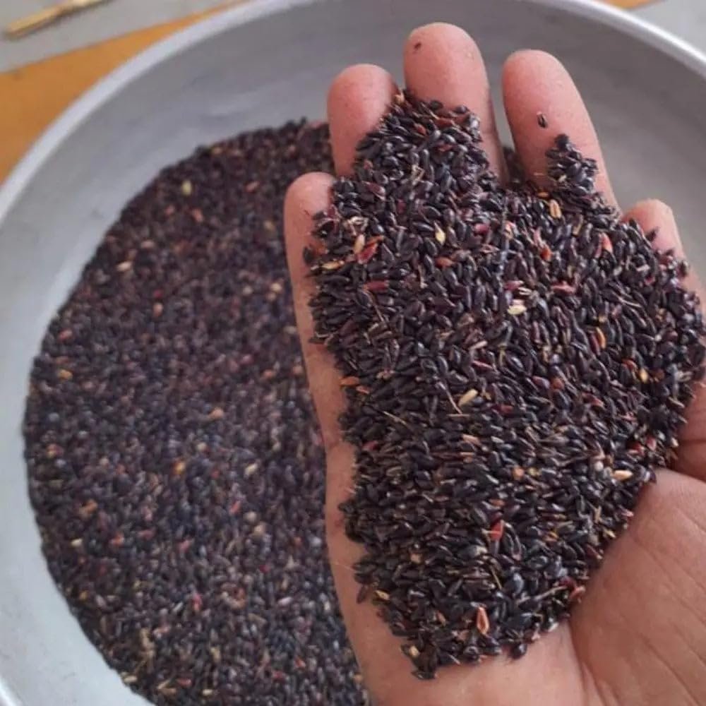 Super Napier Grass Seeds for Cattle | High Protein Hybrid Multi-Cut Green Fodder Seed for Cows, Goats & Sheep | Fast-Growing Hybrid Pakchong 1 Elephant Grass Seeds for Dairy Farms (1000 mg) - Image 5