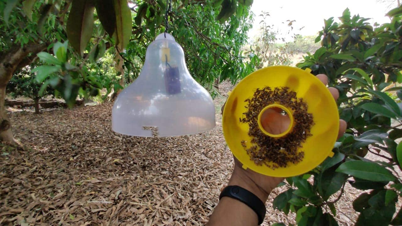 Green Revolution Fruit Fly Pheromone Trap (Bactrocera Correcta, Zonata, Dorsalis)/Fruit Fly Trap. - Image 6