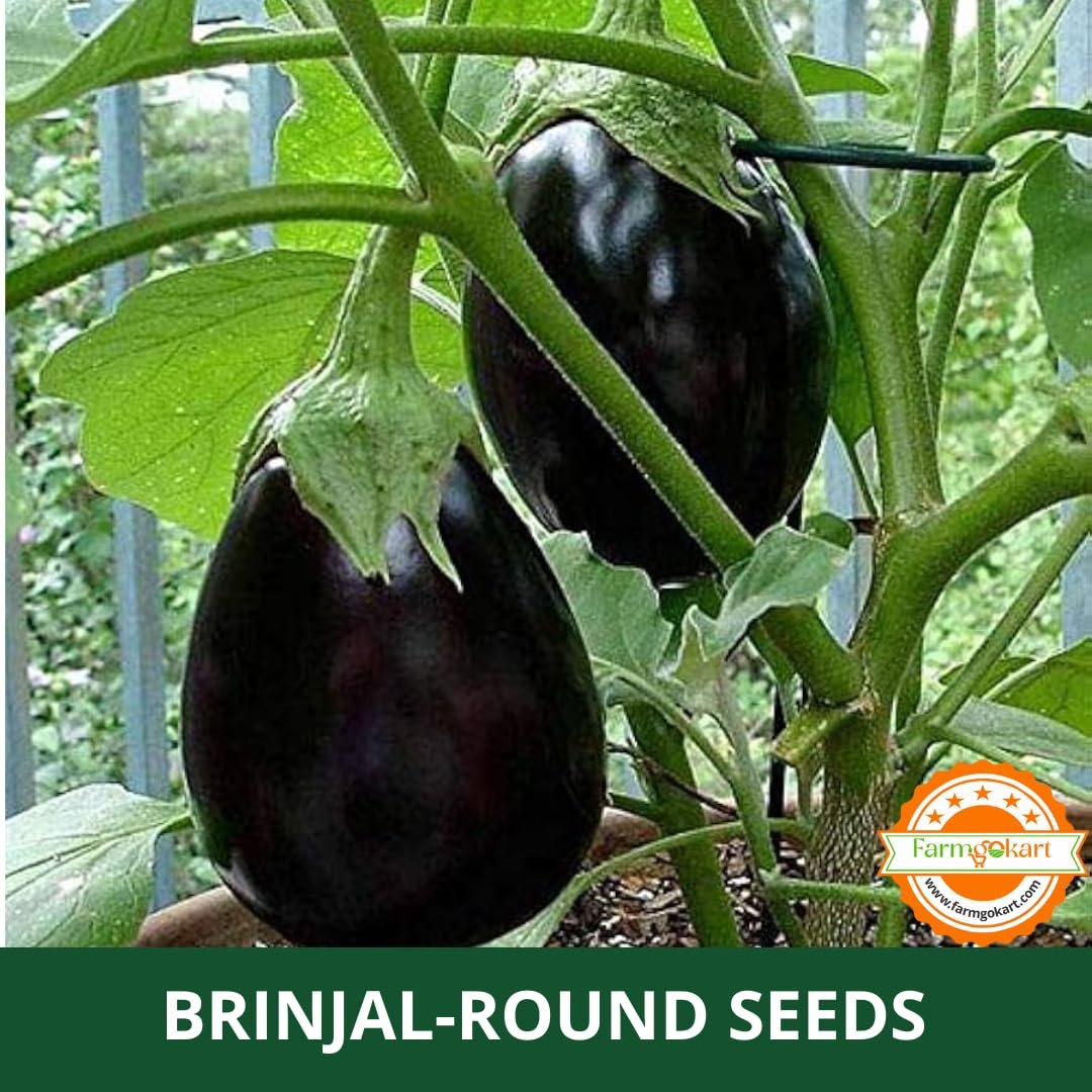 Farmgokart | 10 Grams - BRINJAL DARK PURPLE F1 HYBRID | for Open Farming and Poly House Farming |Appx Seed Count : 2000 Nos - Image 2