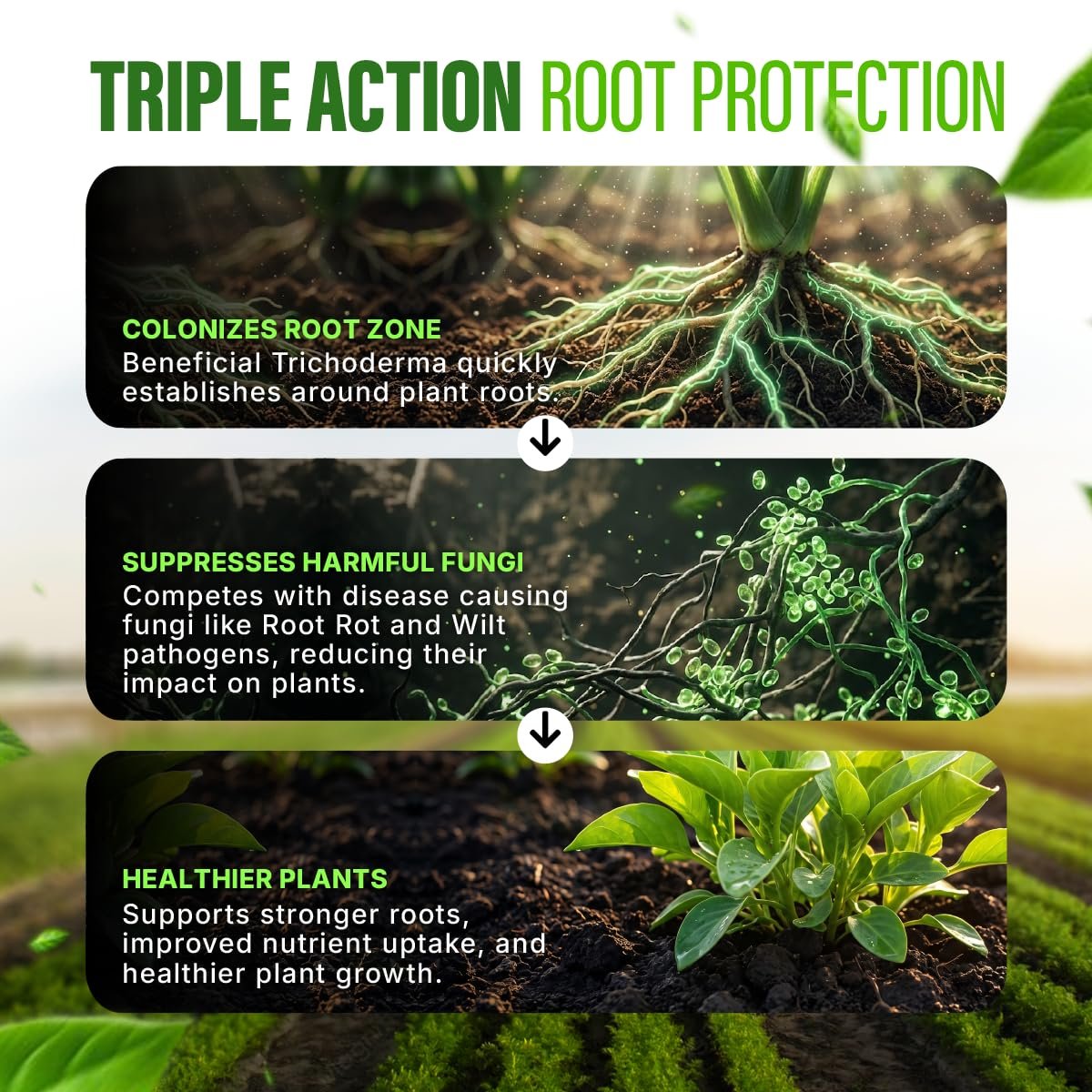 Go Garden Tricoderma Bio Fungicide for Plants 900 g | High CFU Formula (2 x 10⁸ CFU/g) | Controls Root Rot, Wilt & Soil Fungus | Boosts Soil Microbes & Plant Immunity | Organic Plant Protector - Image 5