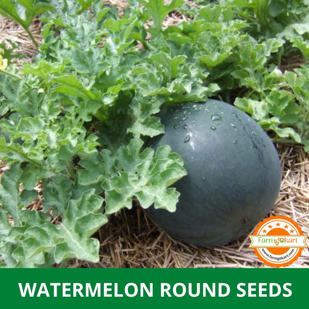 Farmgokart | 10 Grams - WATER MELON (ROUND SHAPED) F1 - HYBRID SEEDS | Perfect for Home Gardening, Open Farming and Poly House Farming (Appx Seed Count 180-200 Seeds) - Image 2