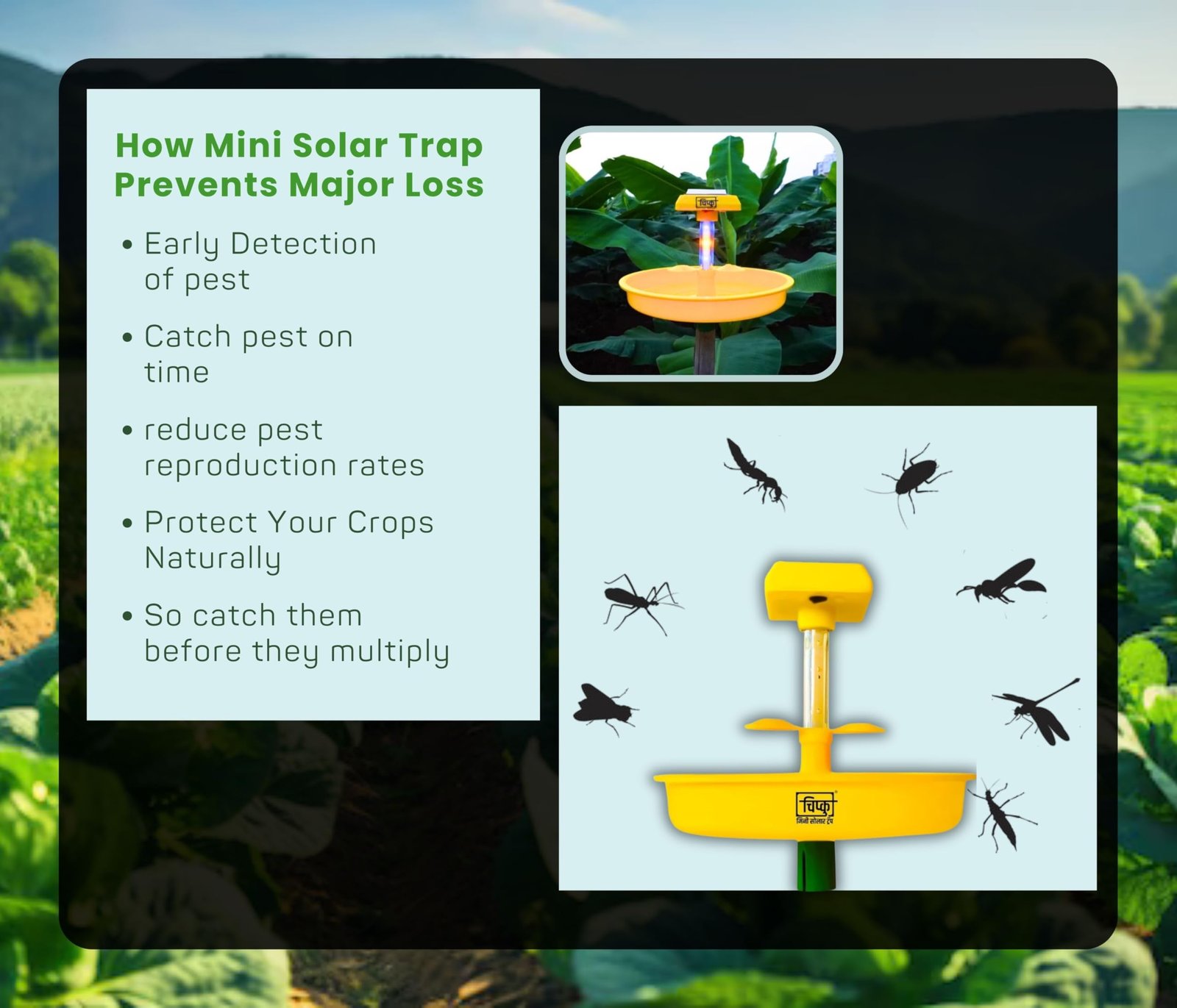 Chipku Mini Solar Insect Trap for Agriculture with UV Light| Solar Light Trap for Agriculture Insects Pests Captures 120 Types Insects| 6 Months Warranty| Dual Work - Image 7