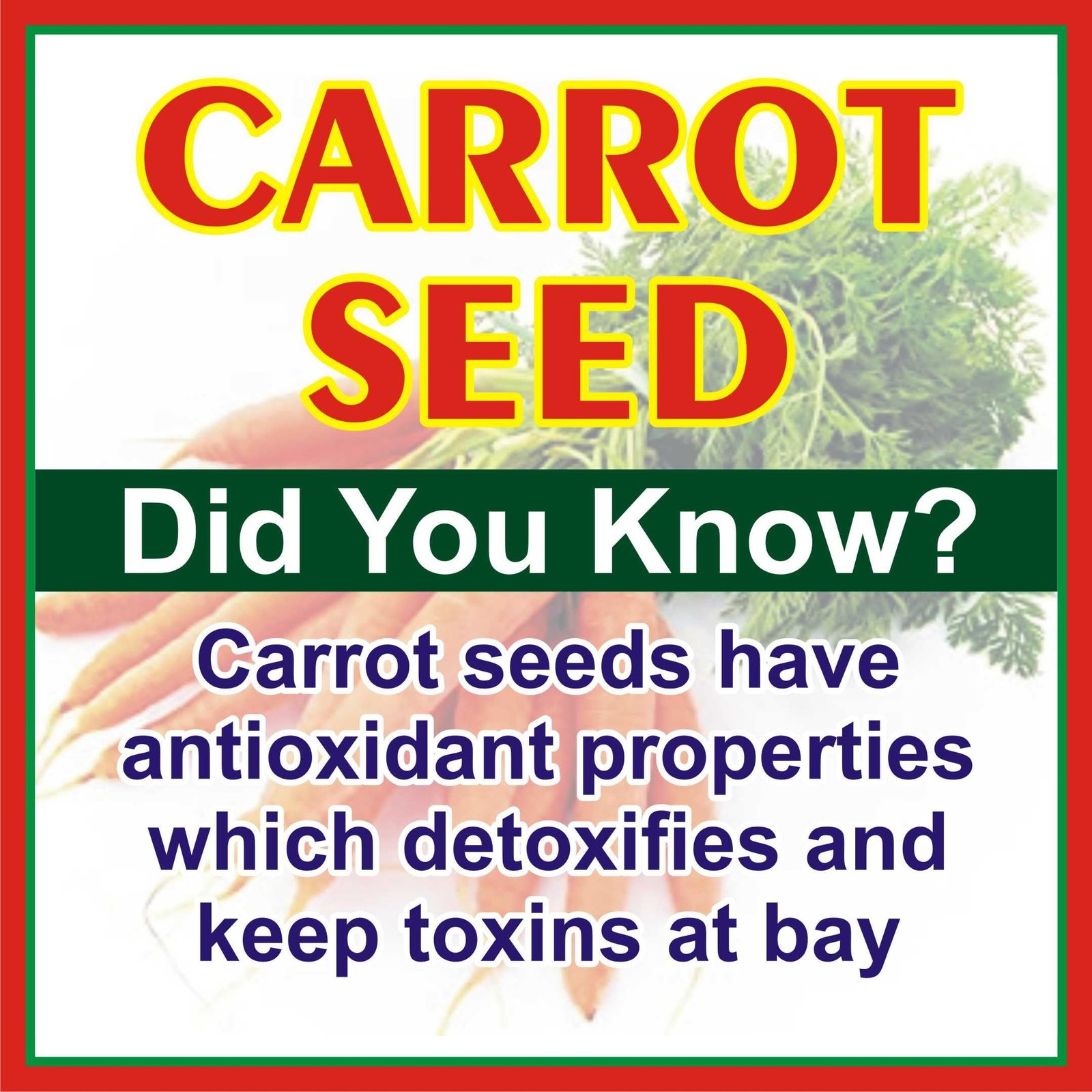 J Organics Edible Carrot Seed | गाजर के बीज | Gajar K Beej For Home Planting Gardening Eating (1) - Image 2