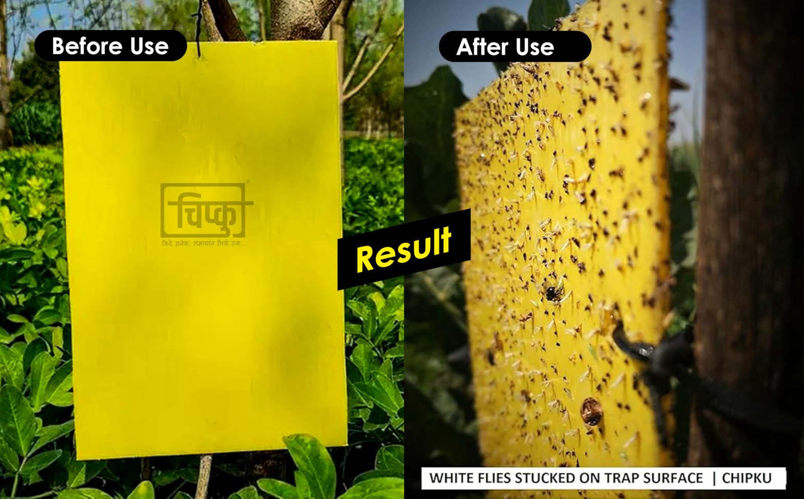 Chipku A5 Yellow Sticky Trap for Insects Pack of 250 Sheets| for Garden & Agriculture to Control Whiteflies, Aphids, Thrips, Jassids| Fly Catcher Insect Catcher Glue Trap for 100% Results - Image 9