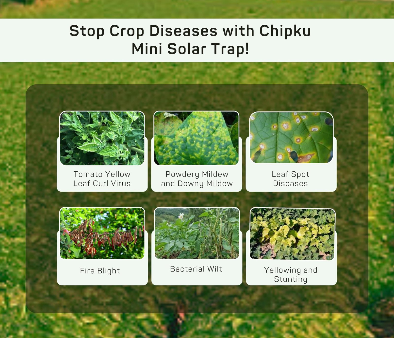 Chipku Mini Solar Insect Trap for Agriculture with UV Light| Solar Light Trap for Agriculture Insects Pests Captures 120 Types Insects| 6 Months Warranty| Dual Work - Image 6
