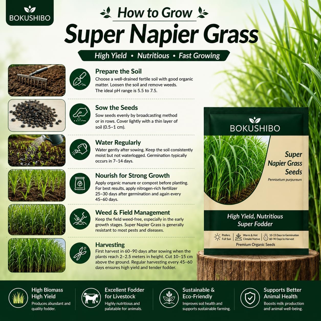 Super Napier Grass Seeds for Cattle | High Protein Hybrid Multi-Cut Green Fodder Seed for Cows, Goats & Sheep | Fast-Growing Hybrid Pakchong 1 Elephant Grass Seeds for Dairy Farms (1000 mg) - Image 3