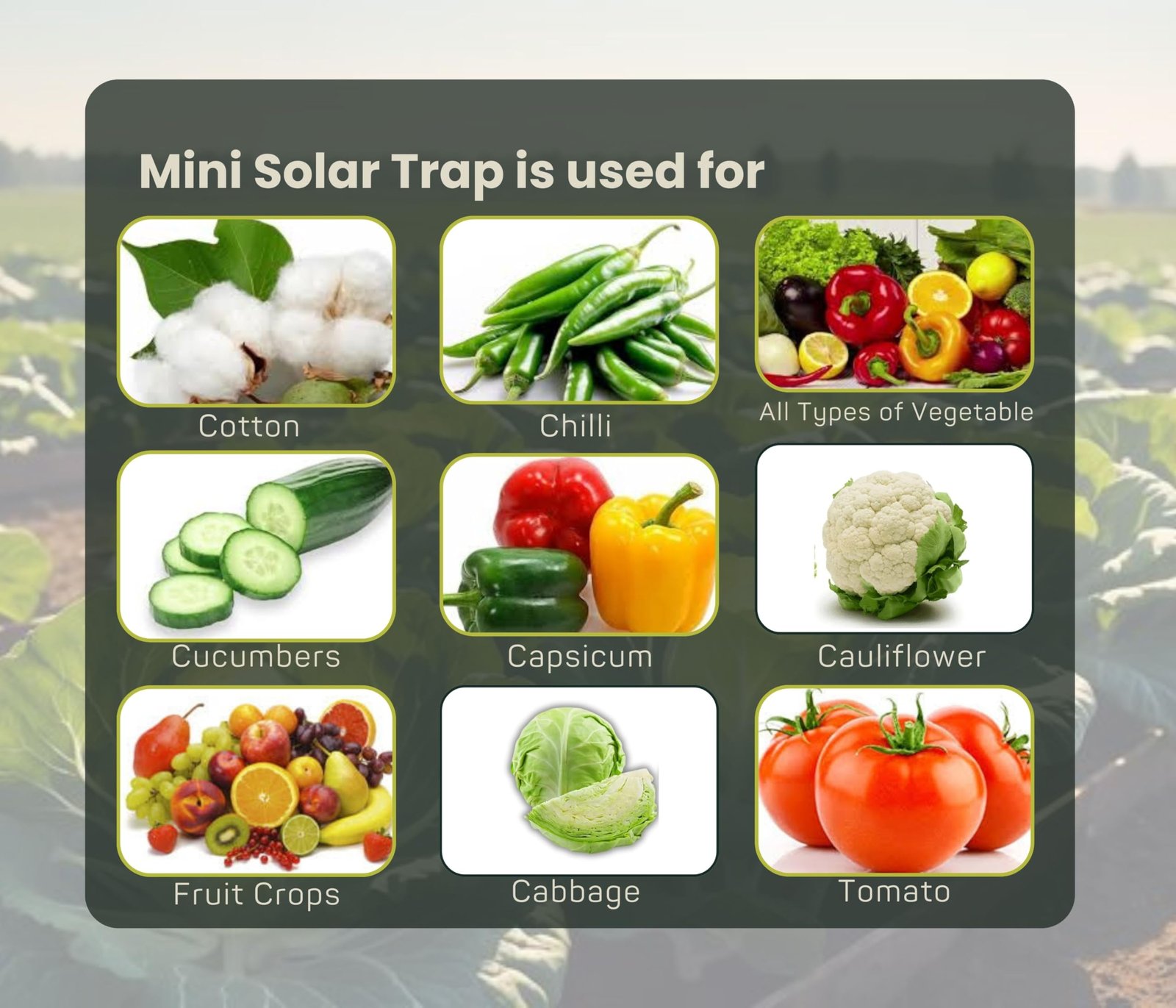 Chipku Mini Solar Insect Trap for Agriculture with UV Light| Solar Light Trap for Agriculture Insects Pests Captures 120 Types Insects| 6 Months Warranty| Dual Work - Image 8