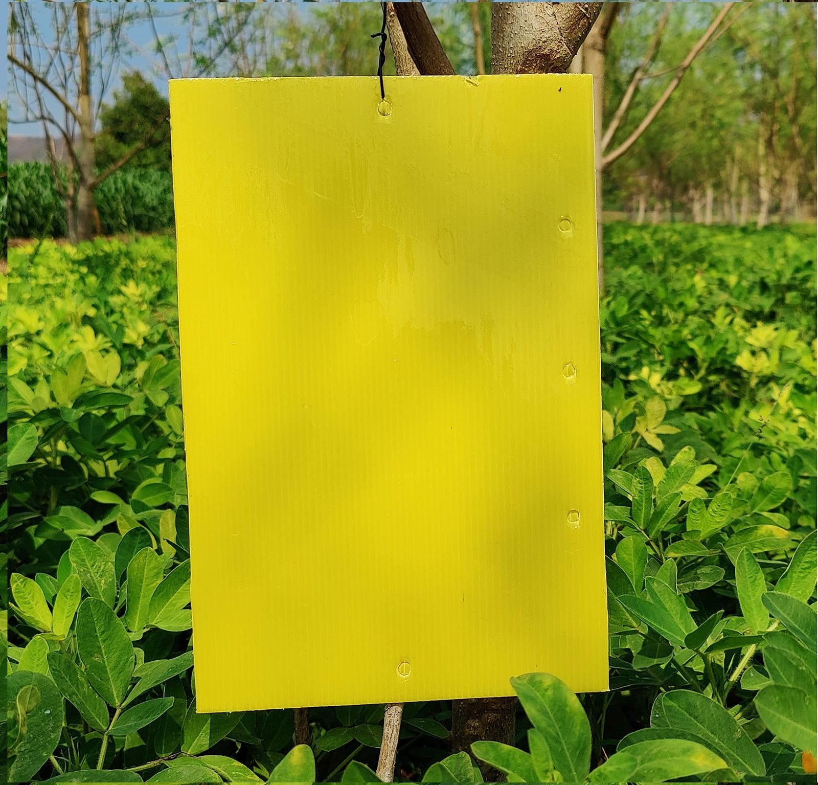 Chipku A5 Yellow Sticky Trap for Insects Pack of 250 Sheets| for Garden & Agriculture to Control Whiteflies, Aphids, Thrips, Jassids| Fly Catcher Insect Catcher Glue Trap for 100% Results - Image 8
