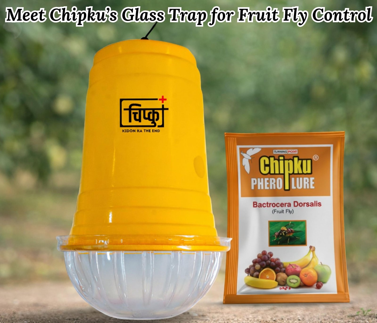 Chipku Glass Trap & Fruit Fly Lure Pack of 5 Traps for Garden & Agriculture to Control Bactocera Dorsalis|Fruitfly Trap for Mango, Guava, Papaya & All Fruit Crop for Guaranteed Results - Image 2