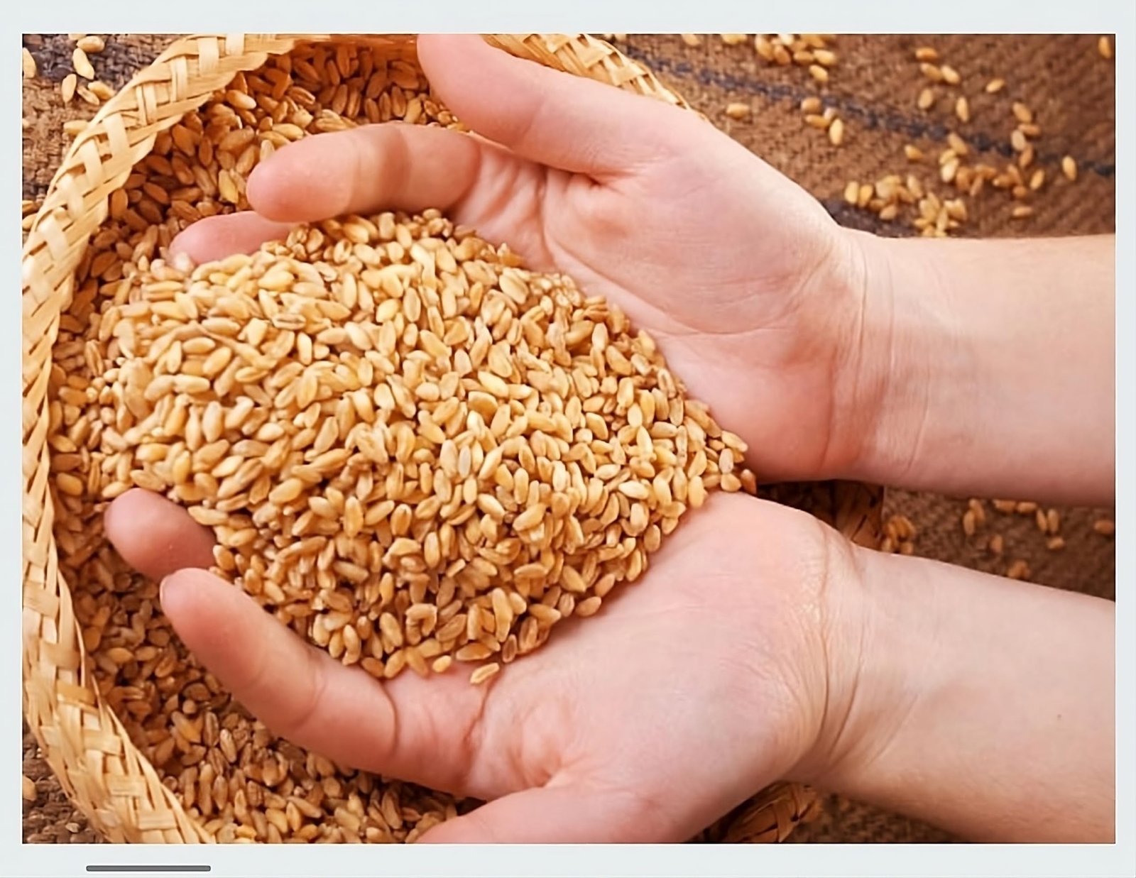Mahalaxmi Shihor Sarbati Wheat 5kg - Image 5