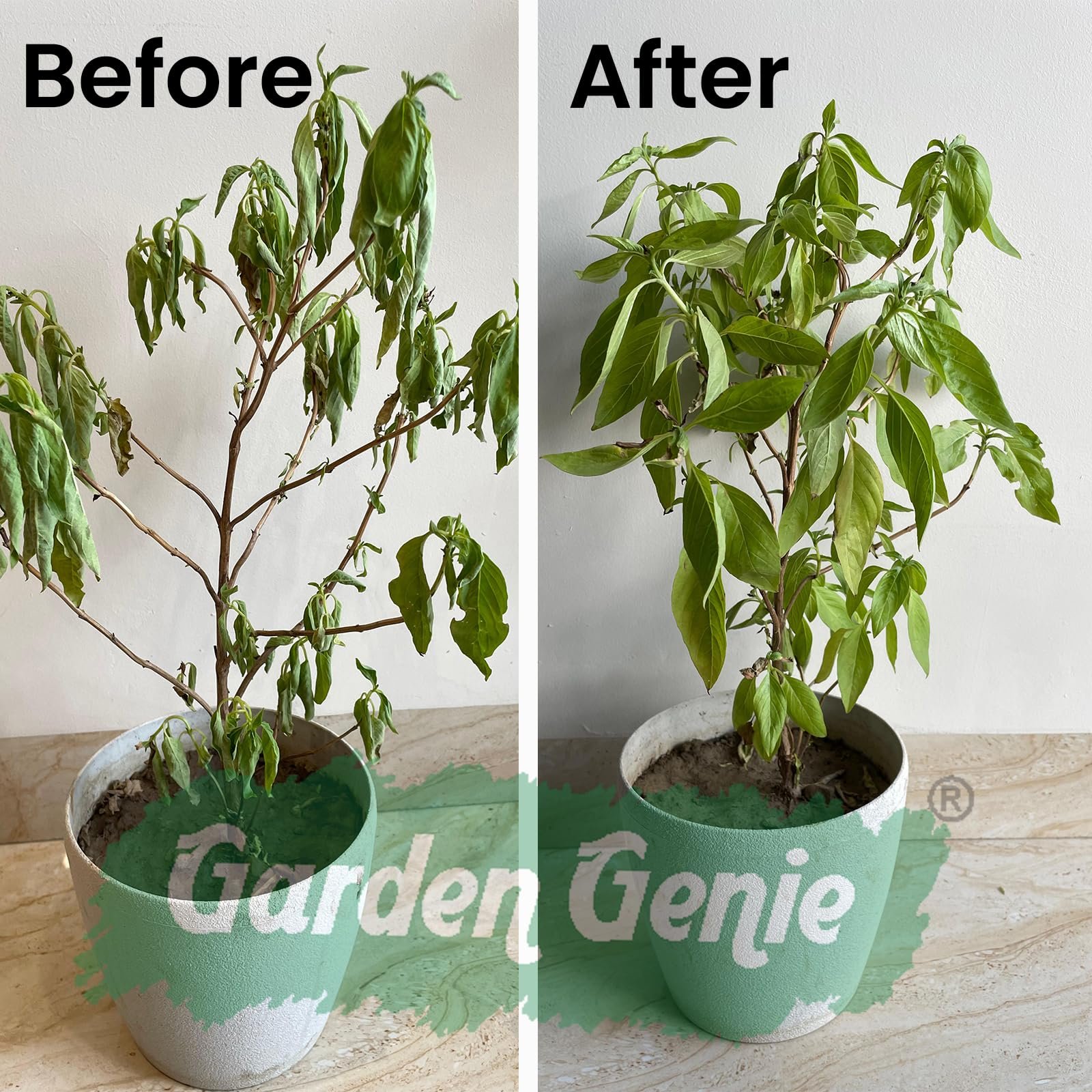 Garden Genie Plant Boost Liquid Biofertilizer for Speed Growth (3 x 50ml) - Image 4