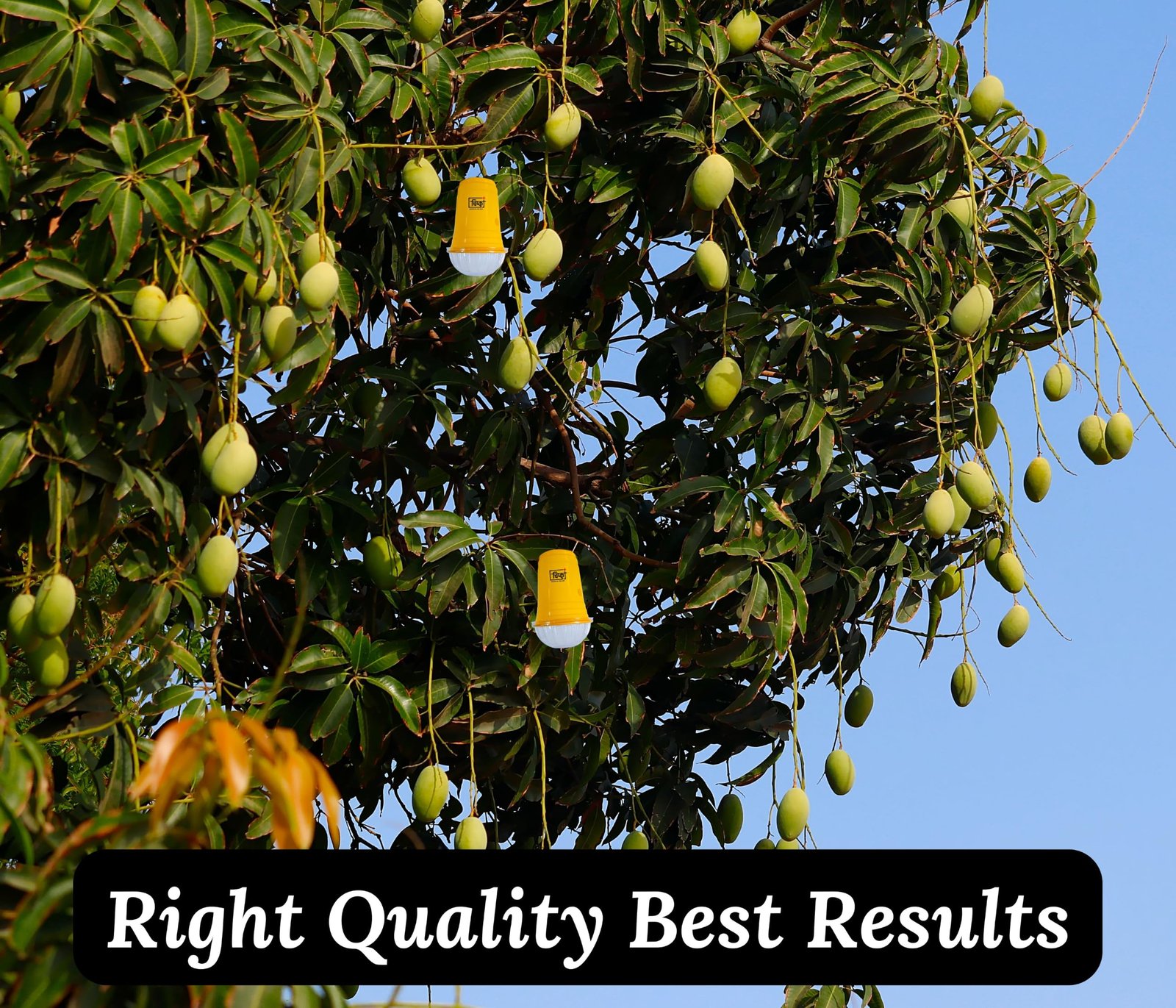 Chipku Glass Trap & Fruit Fly Lure Pack of 5 Traps for Garden & Agriculture to Control Bactocera Dorsalis|Fruitfly Trap for Mango, Guava, Papaya & All Fruit Crop for Guaranteed Results - Image 8